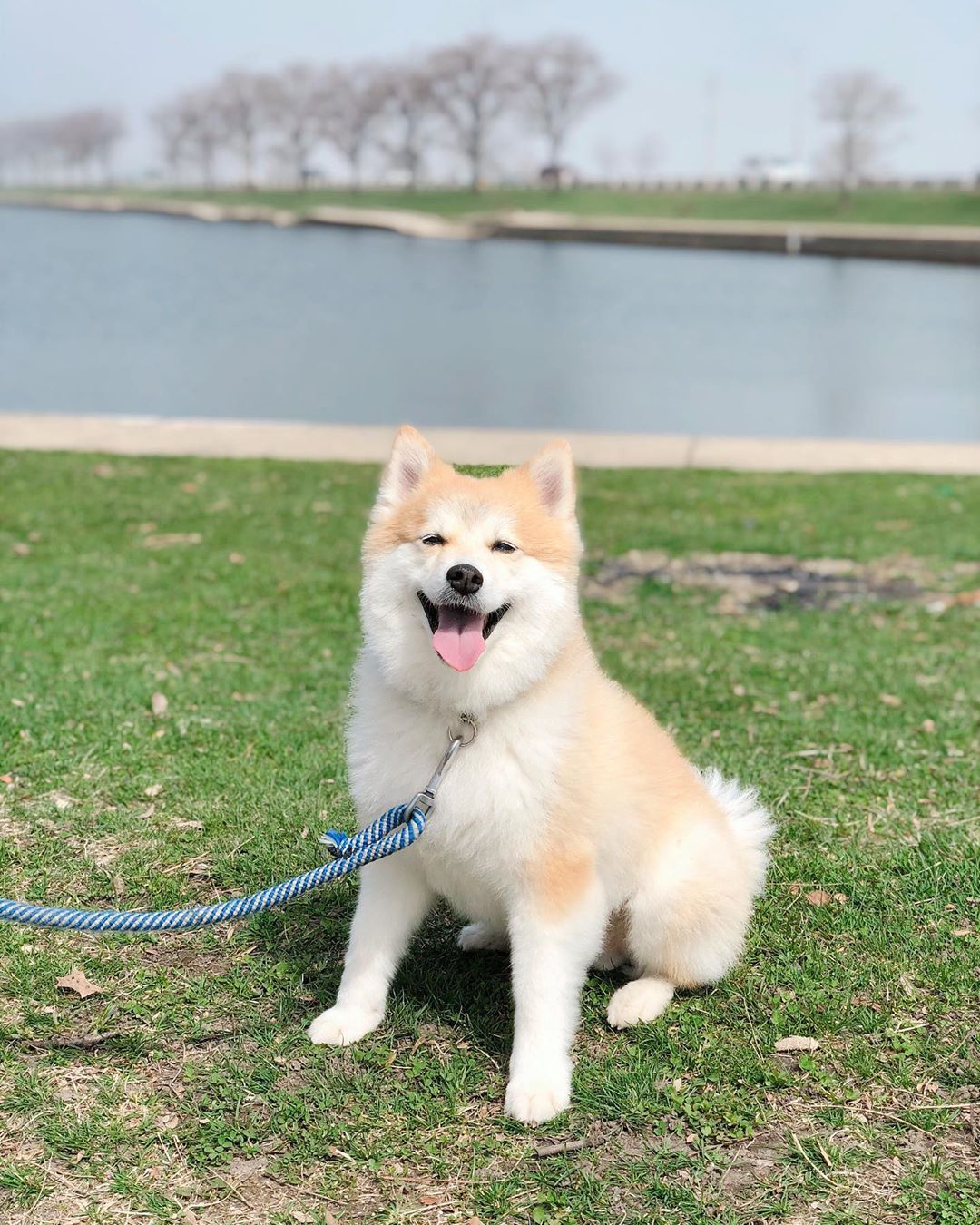 How to Prepare Your Dog for Baby – Parker Baby Co.