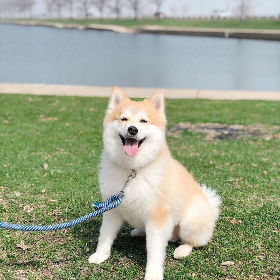 How to Prepare Your Dog for Baby